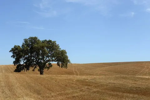 Solitary cork oak in a harvested wheat field in the Alentejo, Portugal