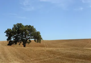 Solitary cork oak in a harvested wheat field in the Alentejo, Portugal